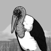 アフリカハゲコウ
